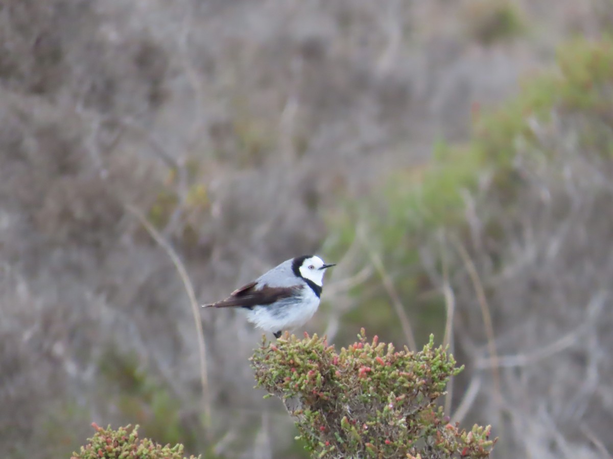 White-fronted Chat - ML645167669