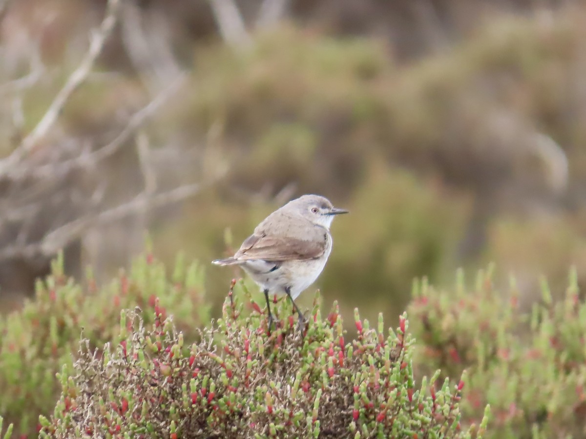 White-fronted Chat - ML645167670