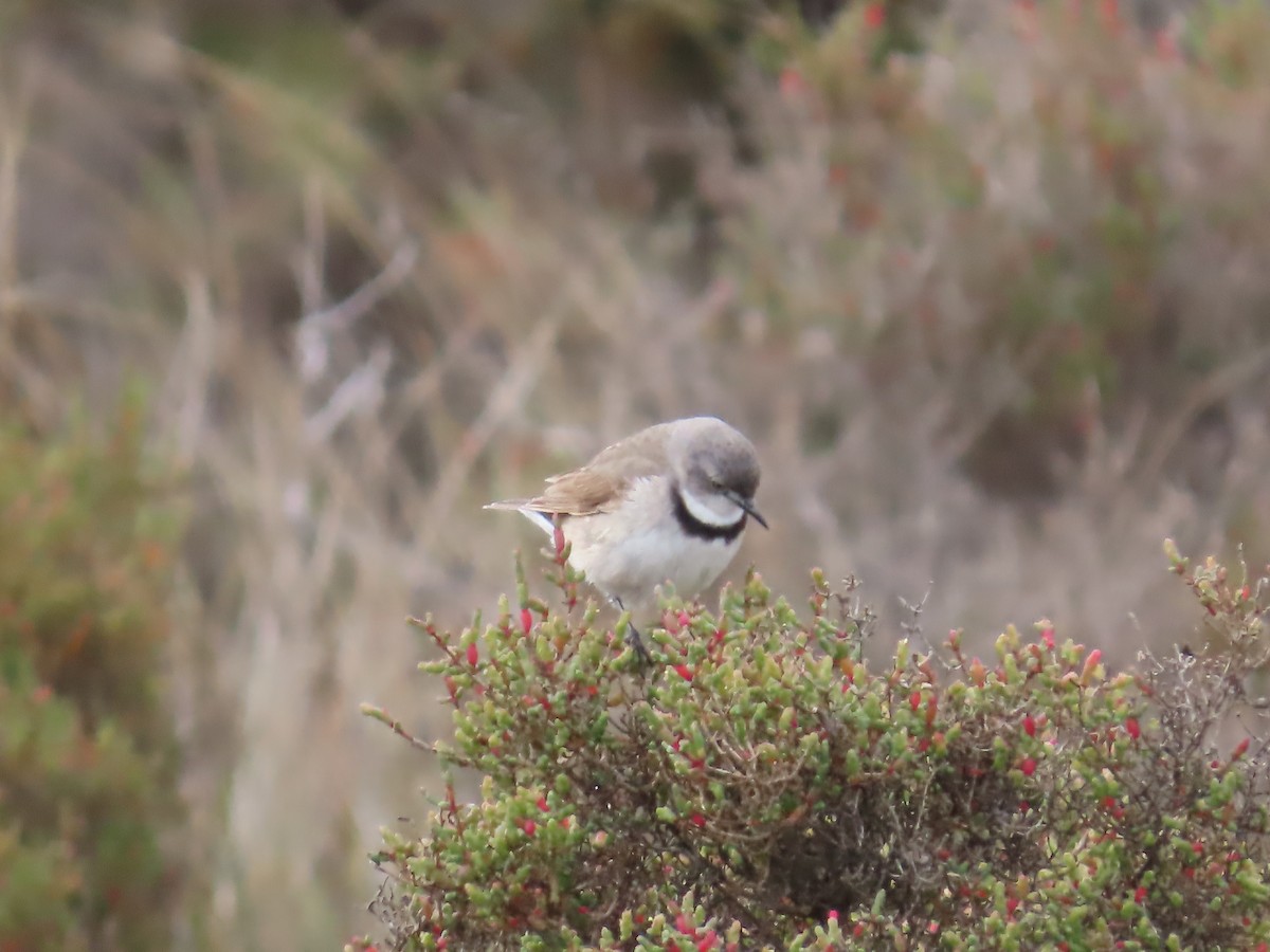 White-fronted Chat - ML645167671