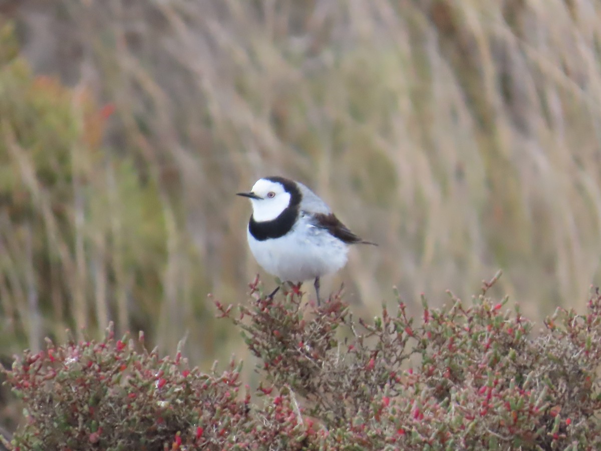 White-fronted Chat - ML645167672