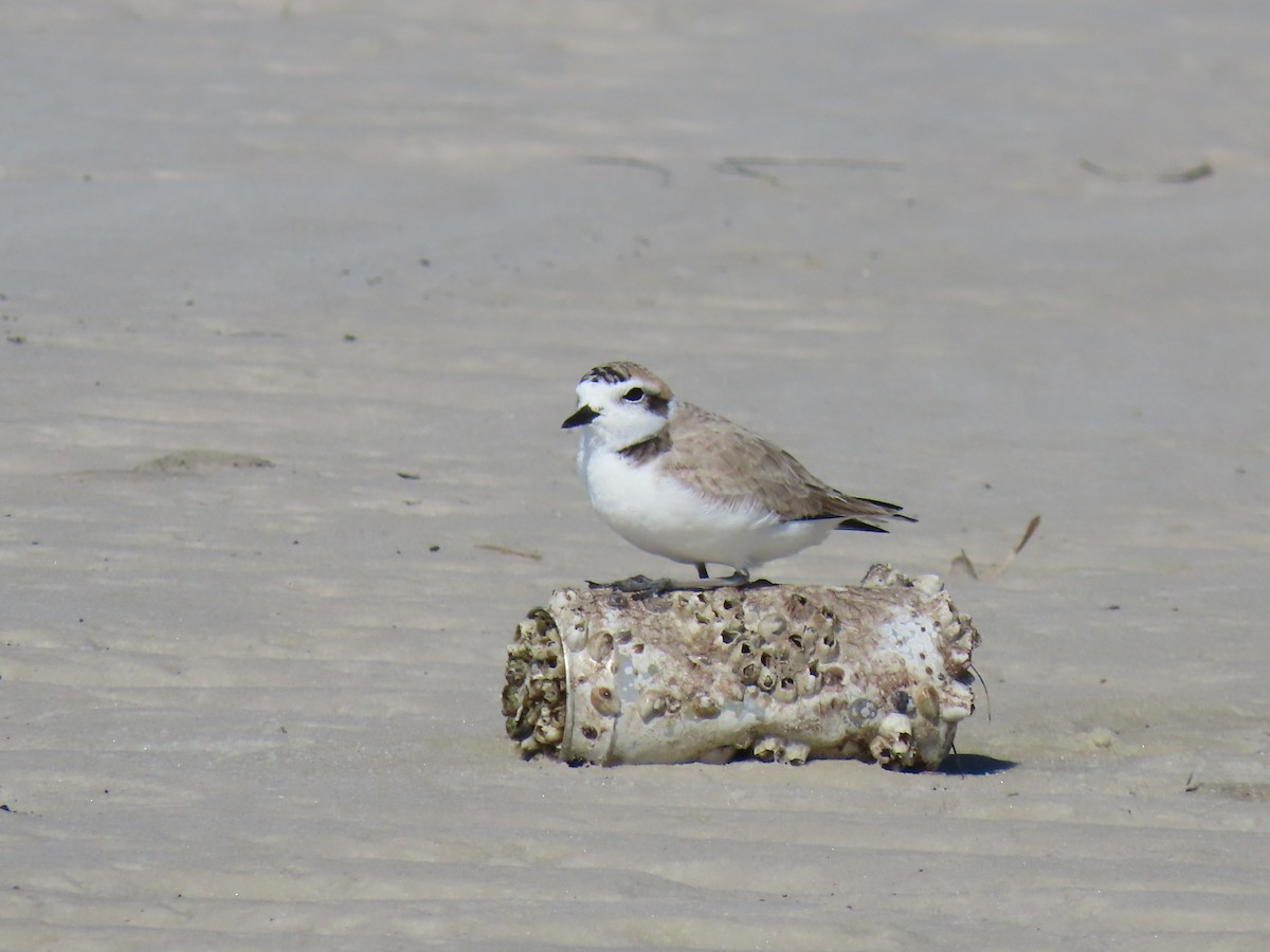 Snowy Plover (Northern) - ML645167684