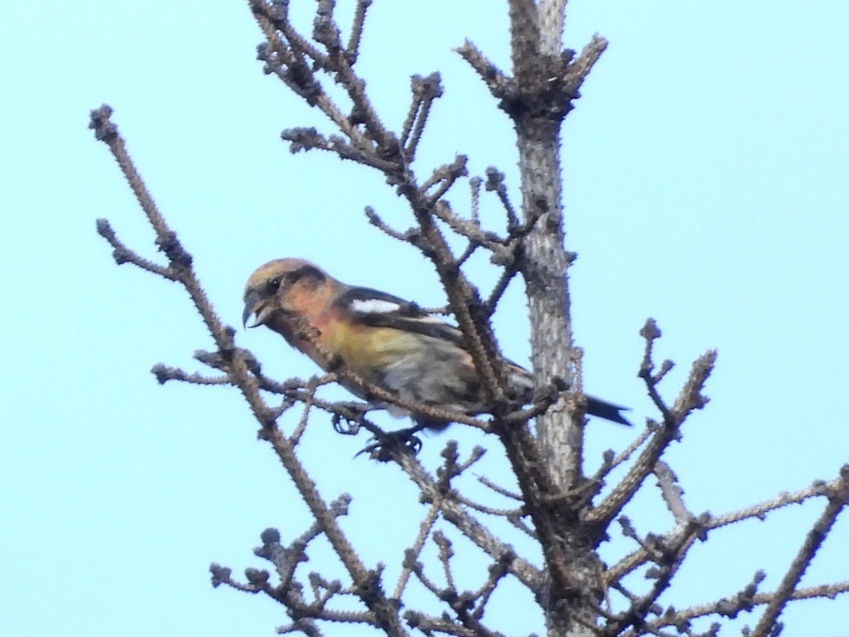 båndkorsnebb - ML645167686