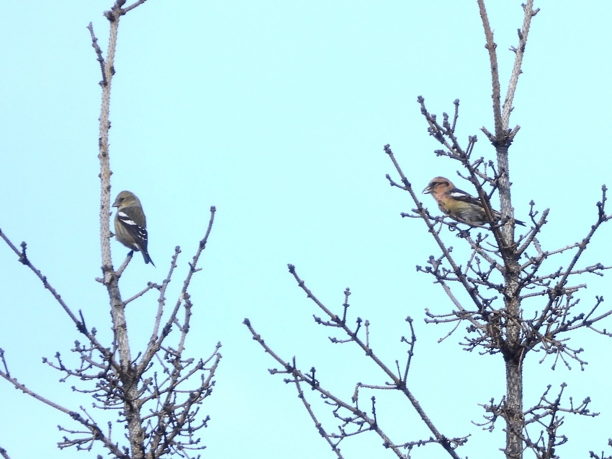 båndkorsnebb - ML645167687