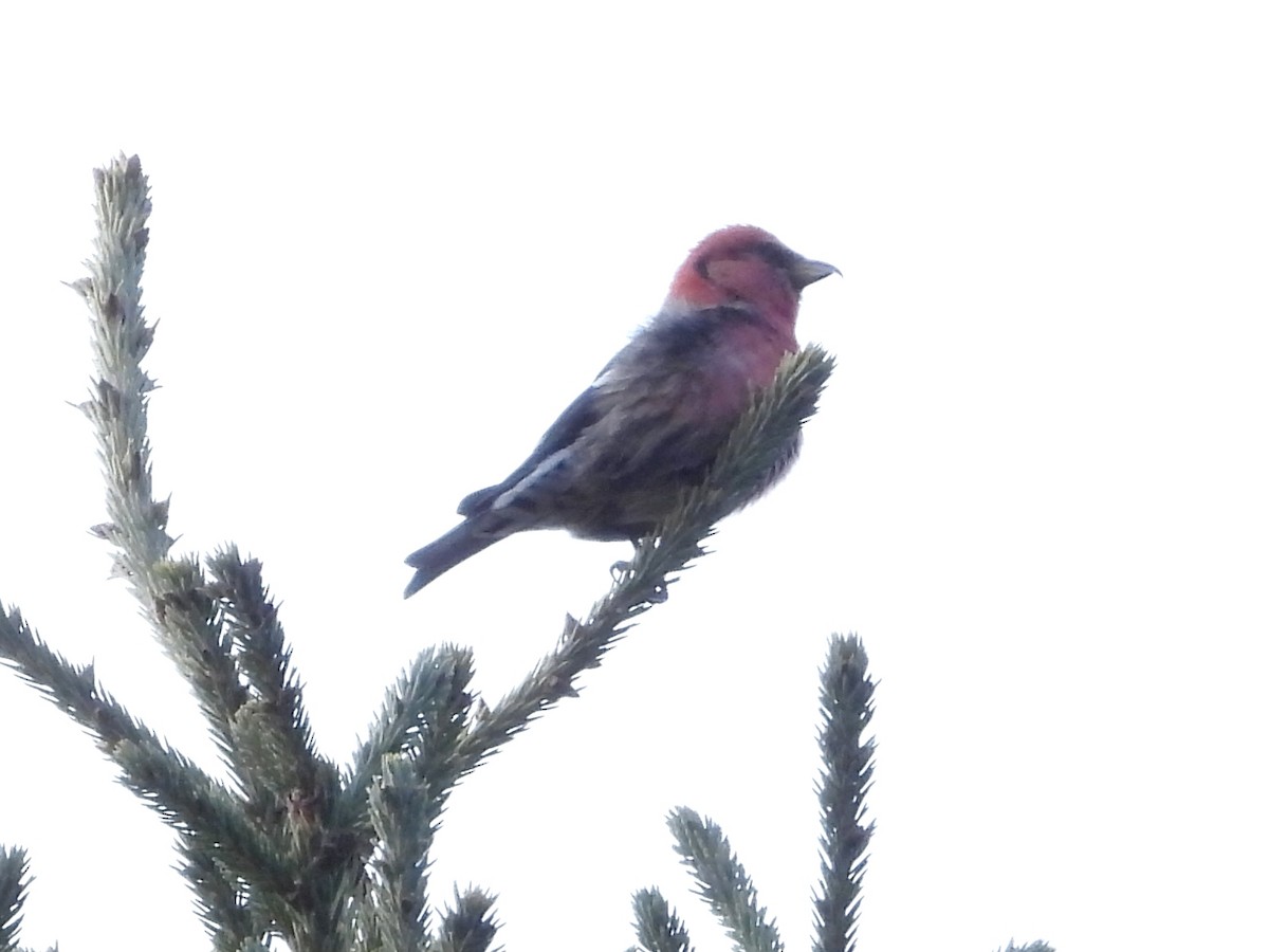 båndkorsnebb - ML645167688