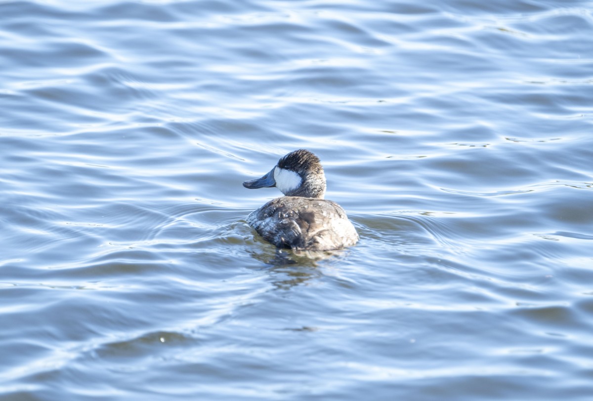 Ruddy Duck - ML645167693