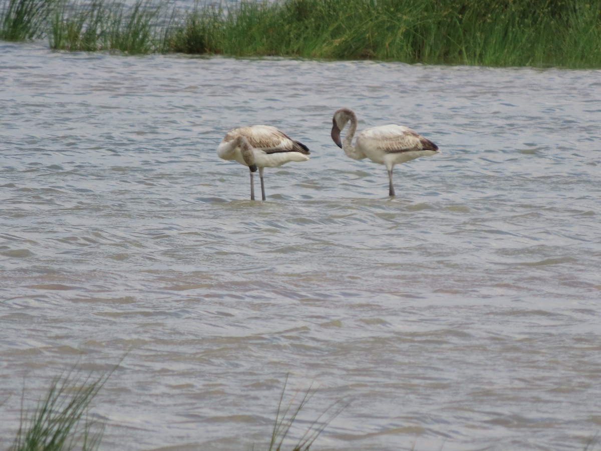 Zwergflamingo - ML645167696