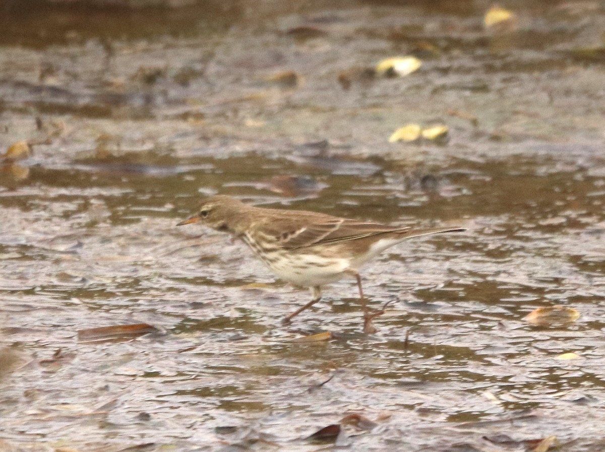 水鷚 - ML645167698