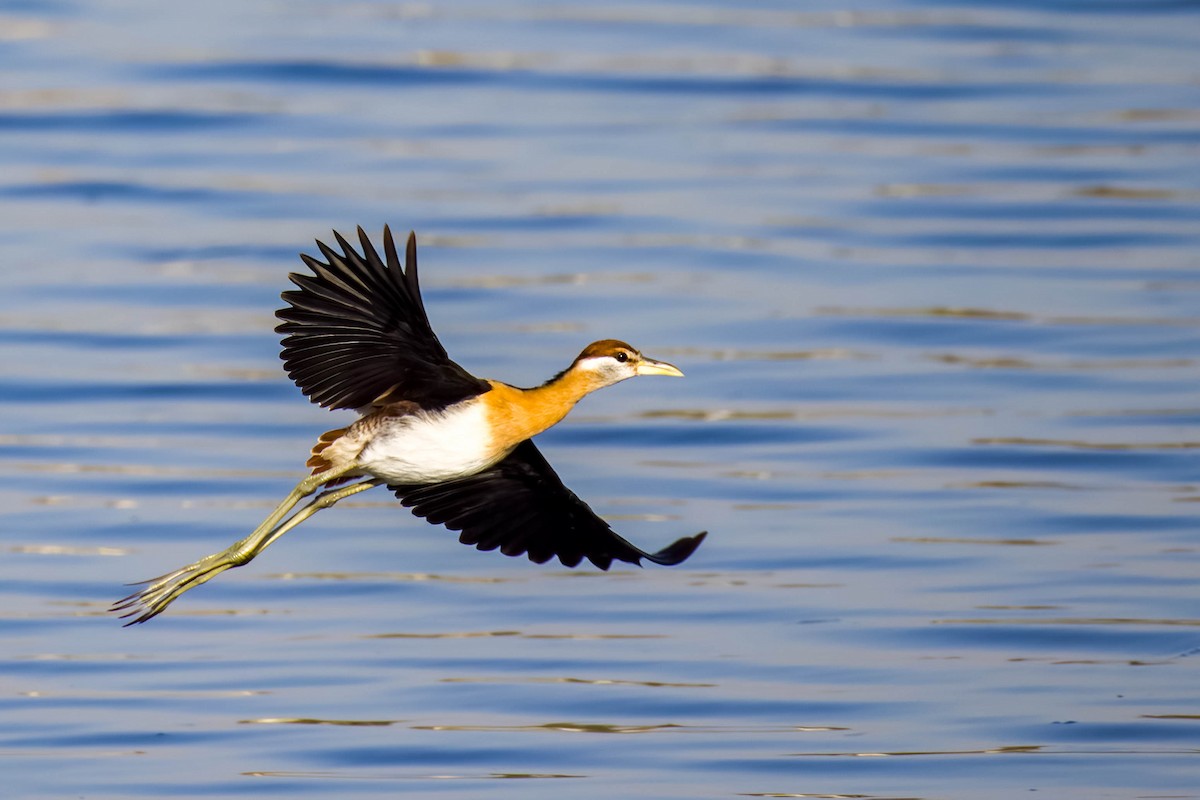 Bronze-winged Jacana - ML645167702