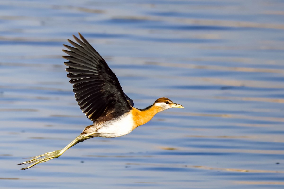 Bronze-winged Jacana - ML645167703
