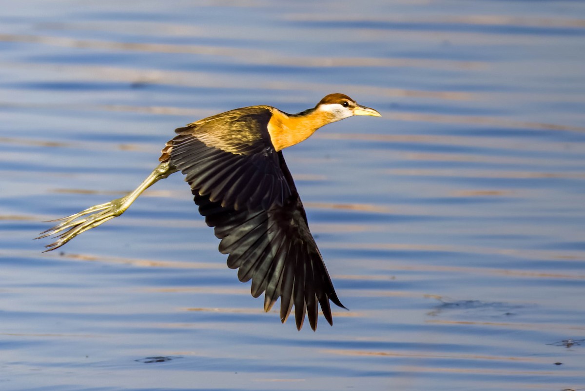 Bronze-winged Jacana - ML645167704
