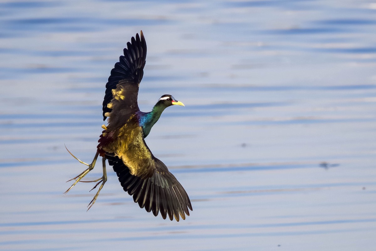 Bronze-winged Jacana - ML645167705