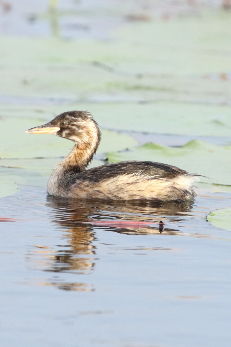 Little Grebe (Little) - ML645167714