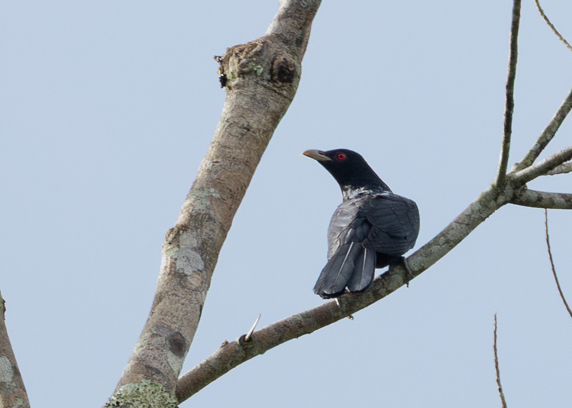 kukačka pacifická - ML645167715