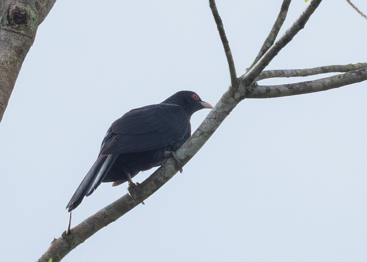 kukačka pacifická - ML645167716