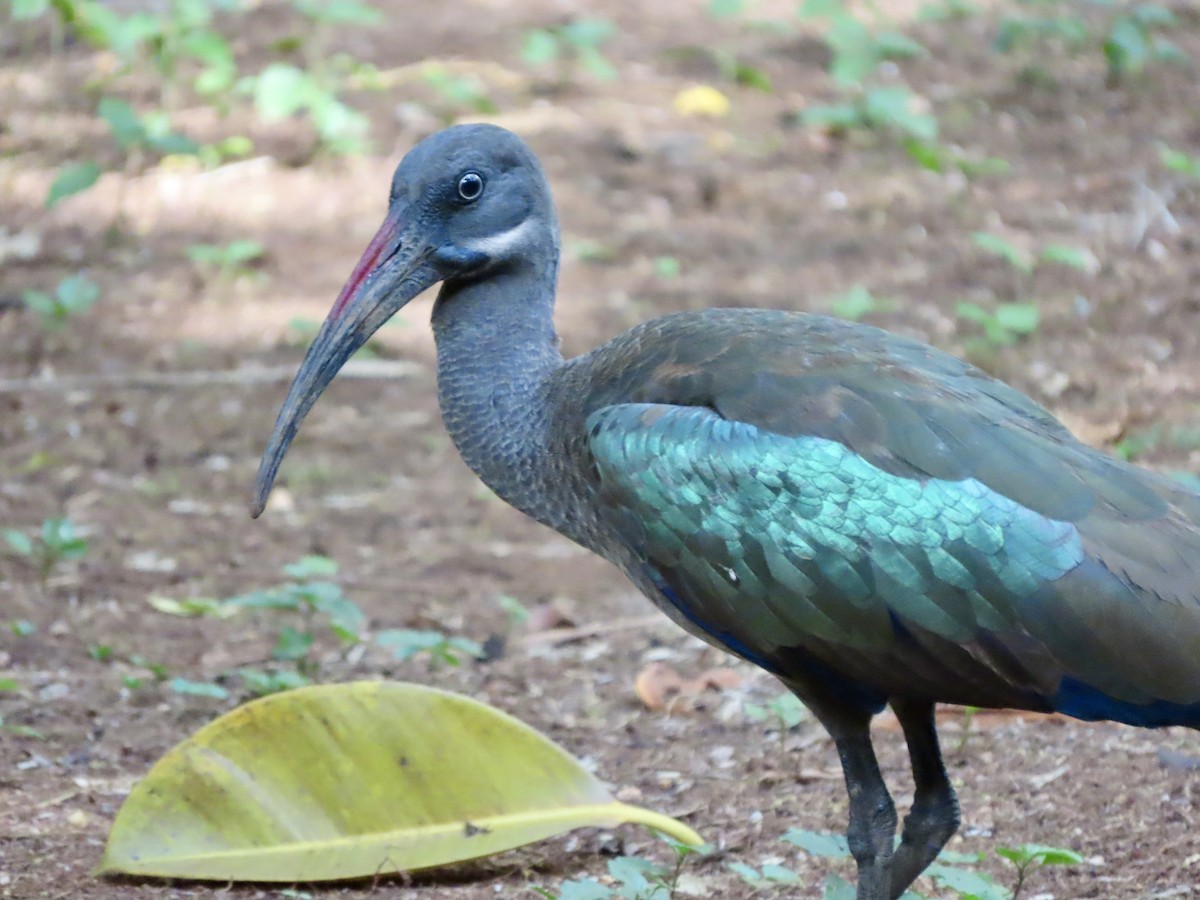 Hadada Ibis - ML645167720