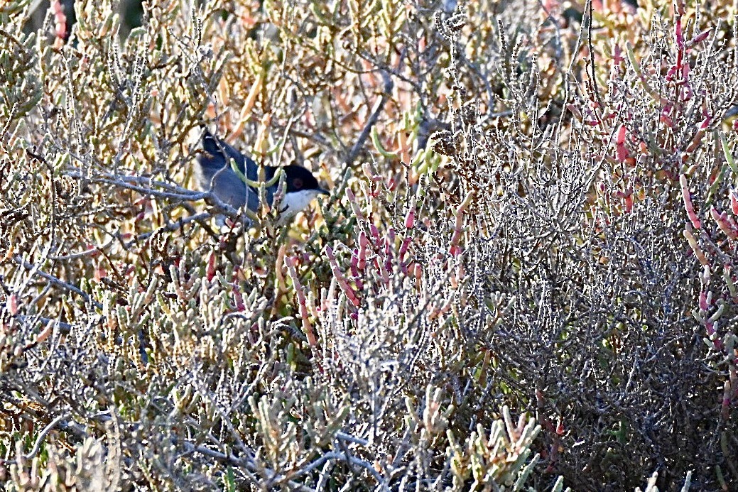 Sardinian Warbler - ML645167722