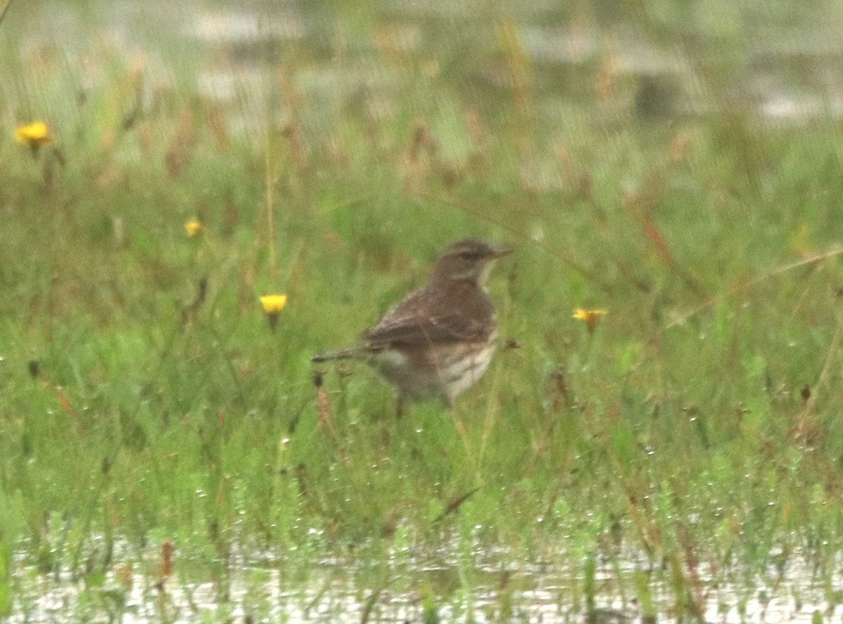 水鷚 - ML645167725