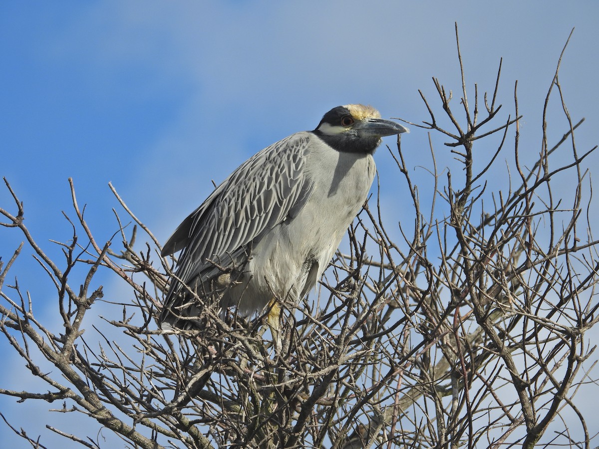 Sarı Tepeli Gece Balıkçılı - ML645167728