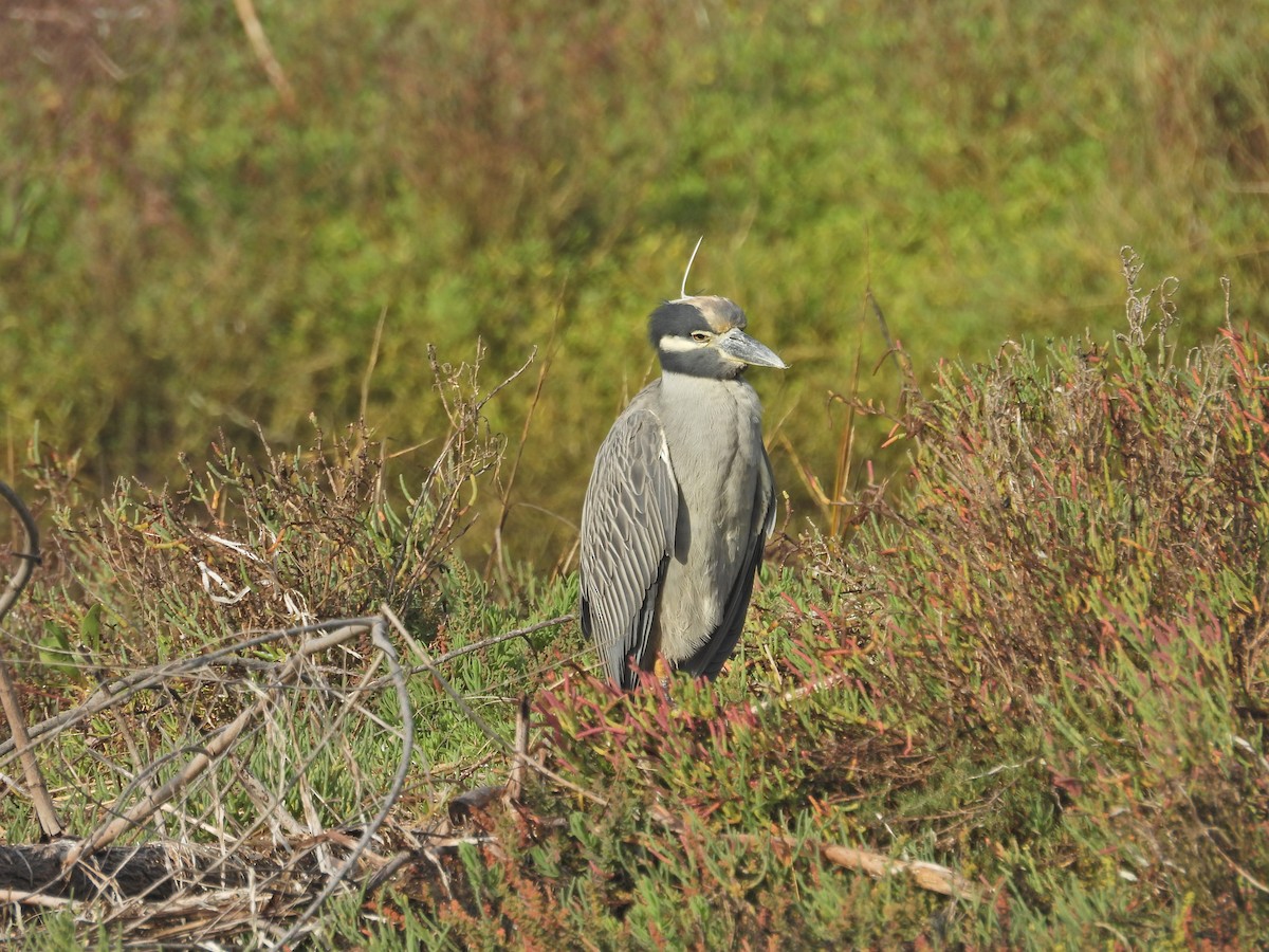 Sarı Tepeli Gece Balıkçılı - ML645167729