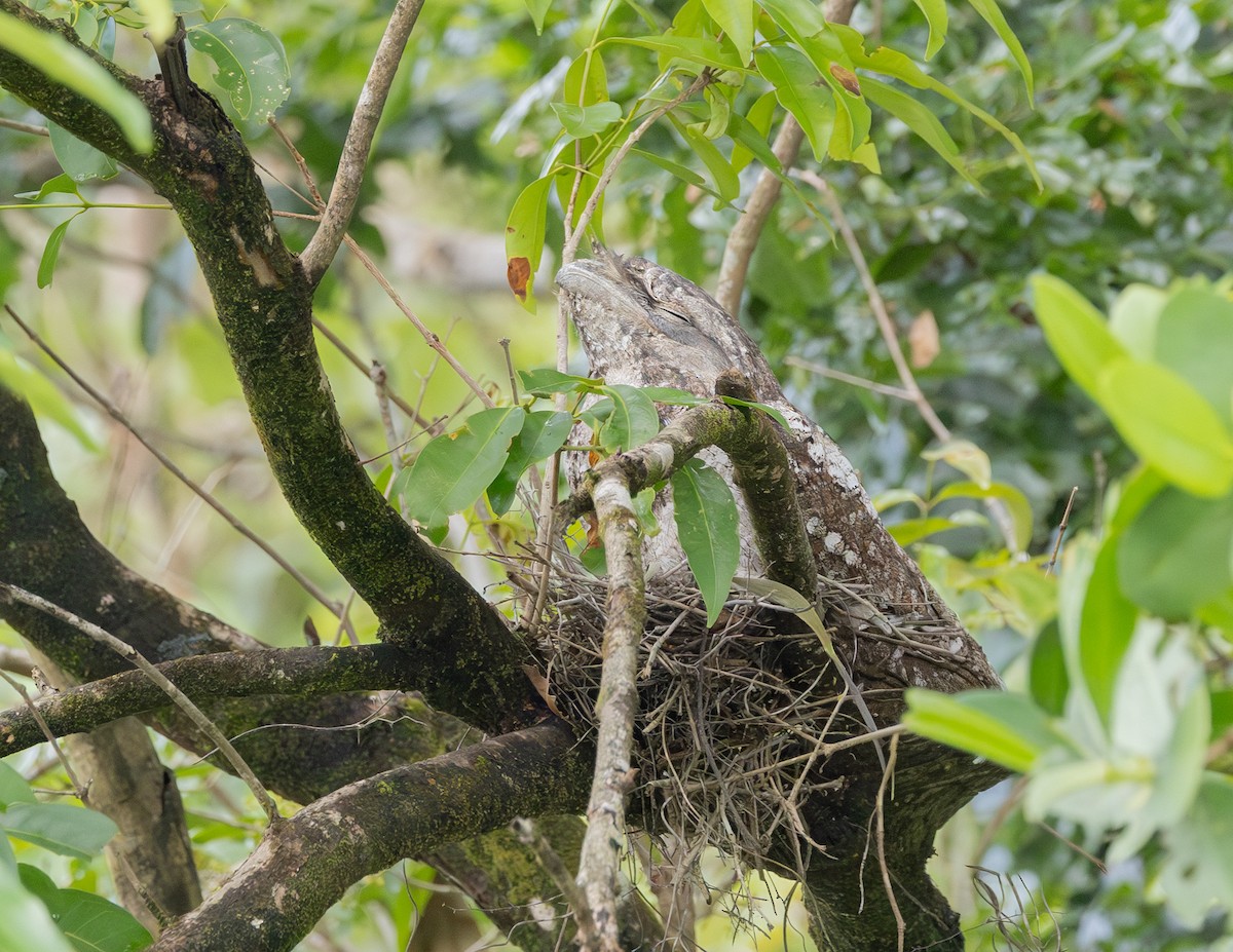 lelkoun papuánský - ML645167730