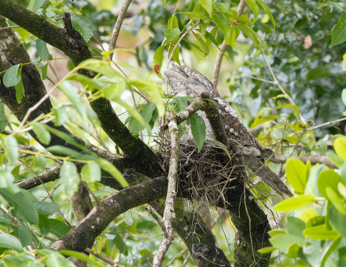 lelkoun papuánský - ML645167731