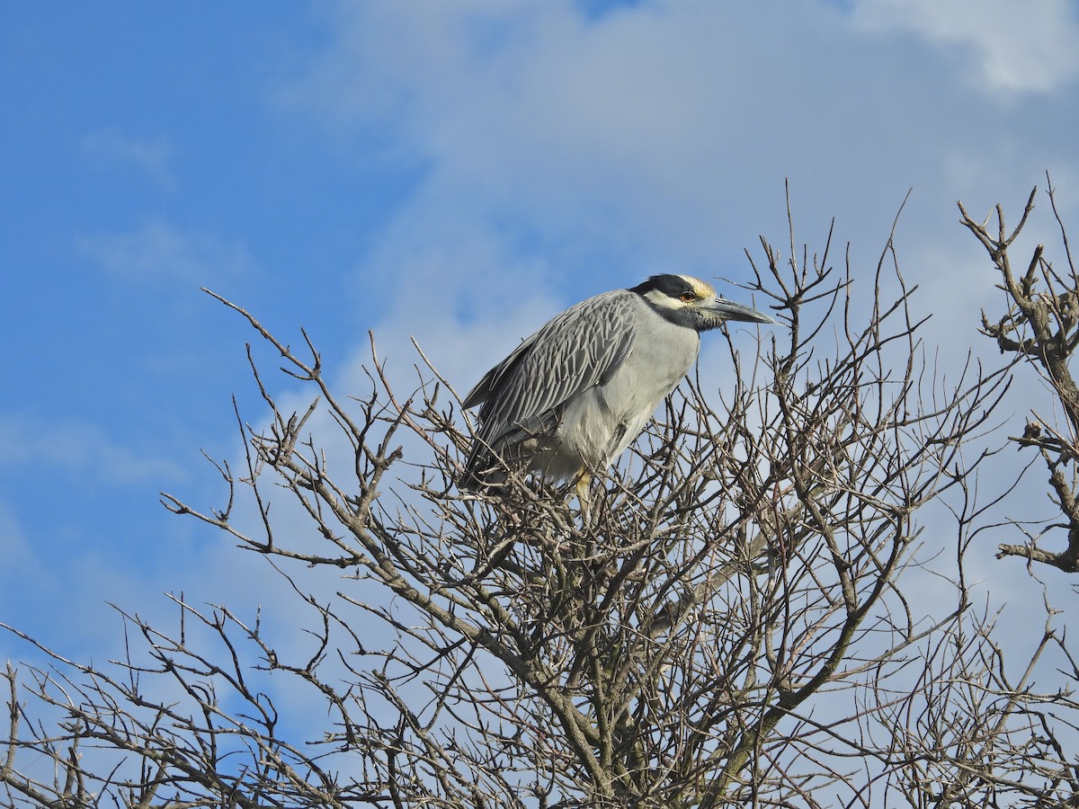 Sarı Tepeli Gece Balıkçılı - ML645167732