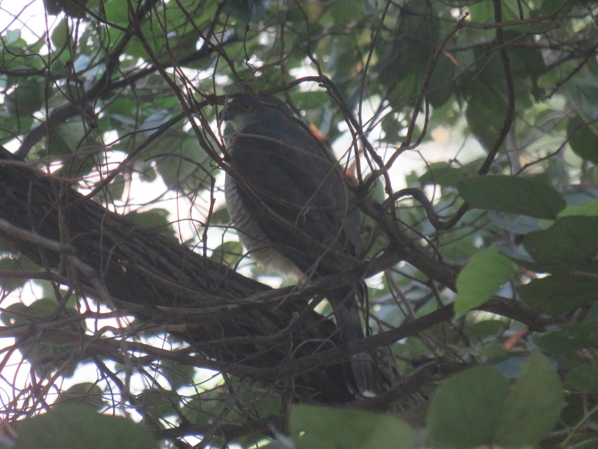 African Goshawk - ML645167733