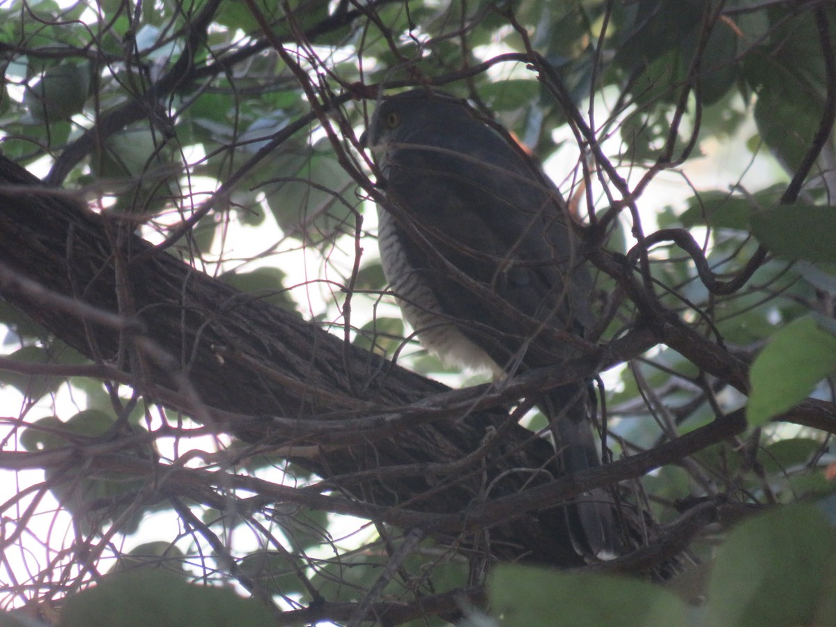 African Goshawk - ML645167734