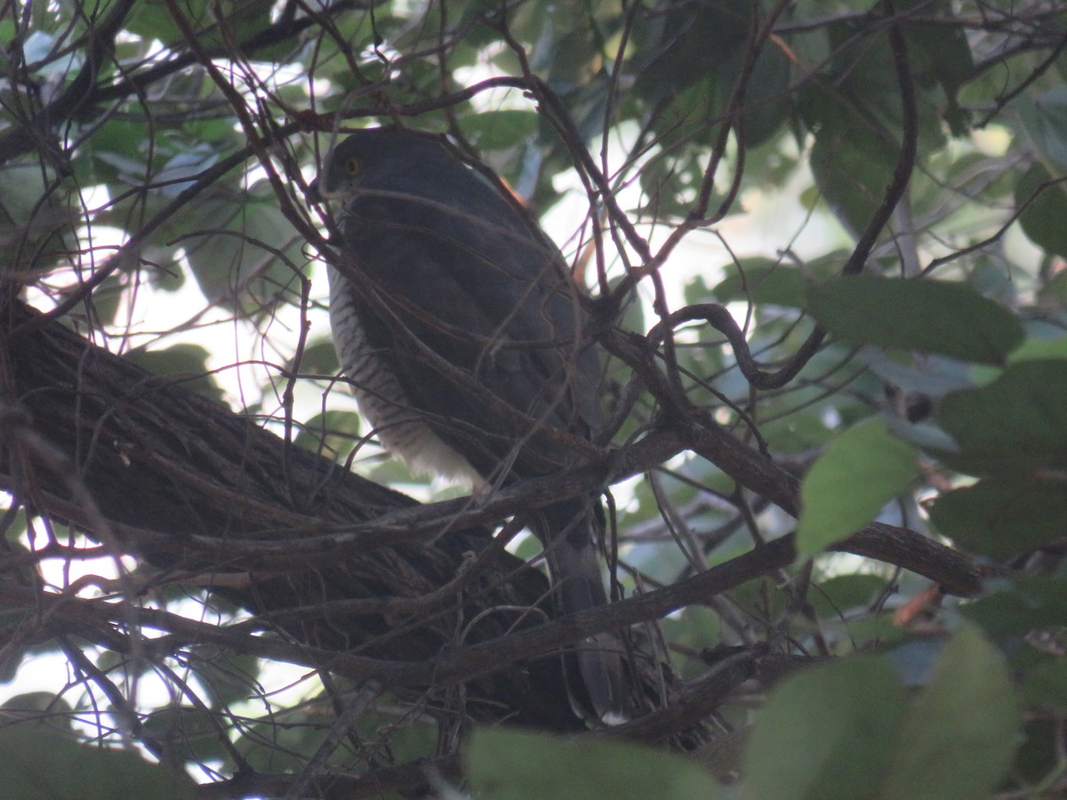 African Goshawk - ML645167735