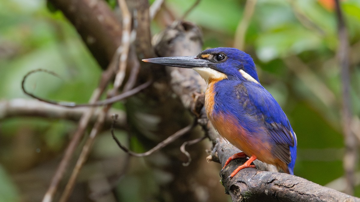 ledňáček azurový - ML645167746