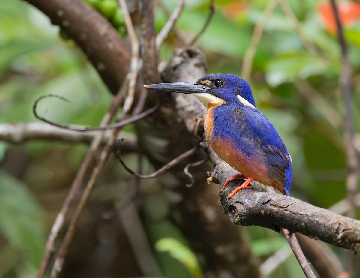 ledňáček azurový - ML645167747