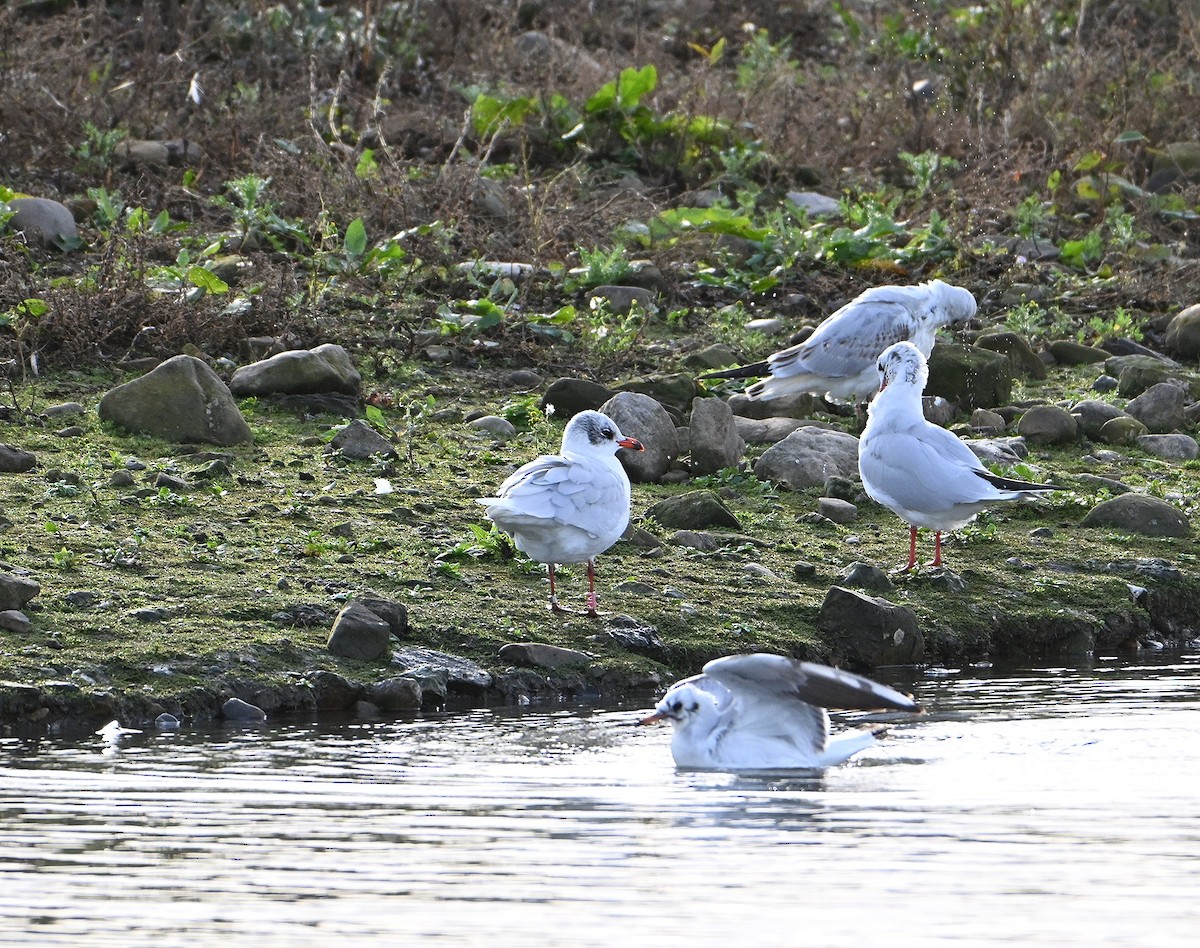 Mediterranean Gull - ML645167752