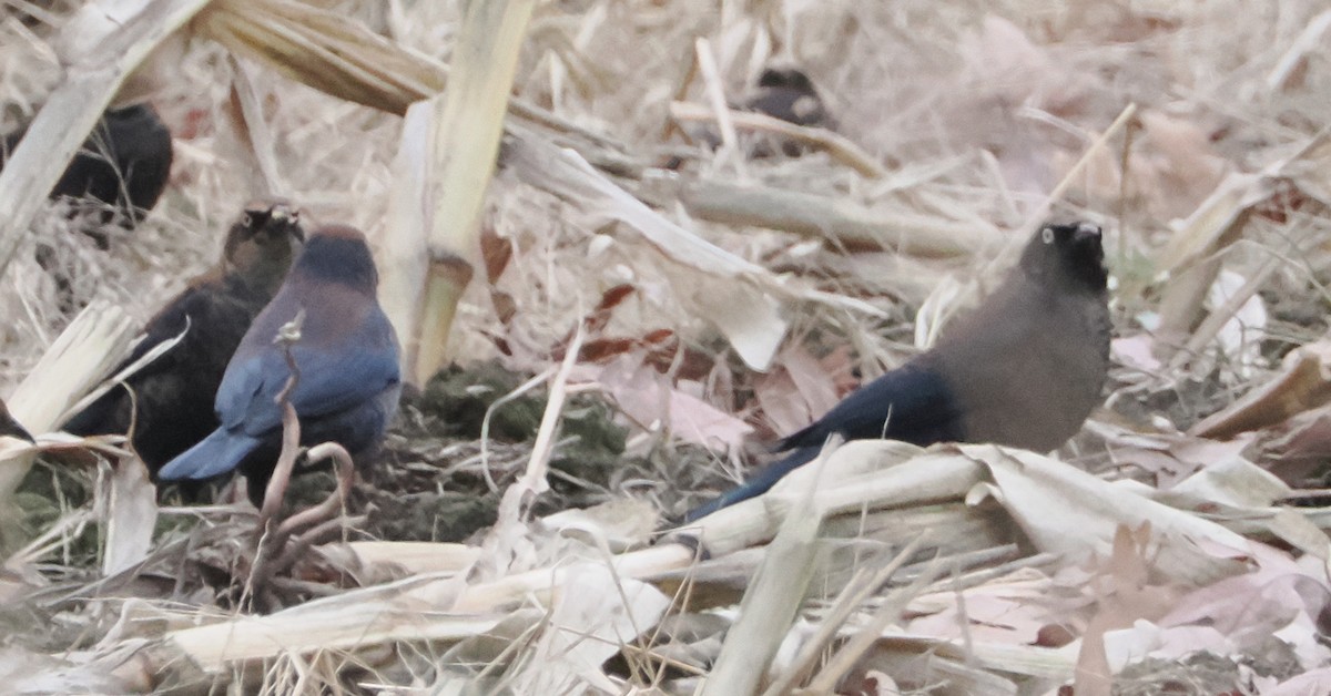 Rusty Blackbird - ML645167753