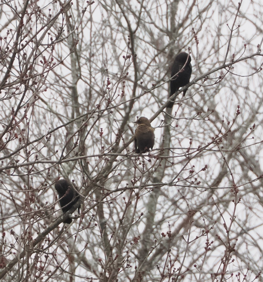 Rusty Blackbird - ML645167754