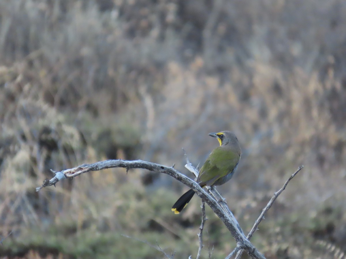 Bokmakierie - ML645167759