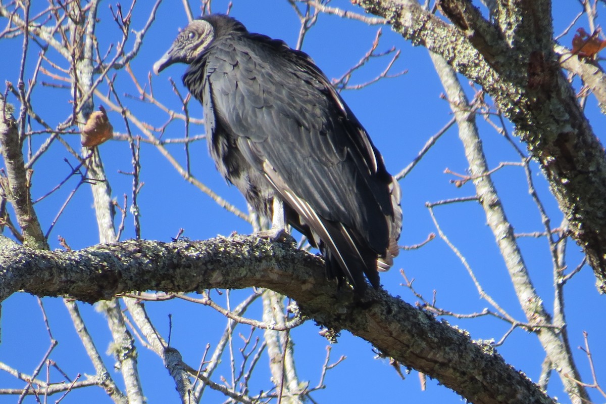 Black Vulture - ML645167760
