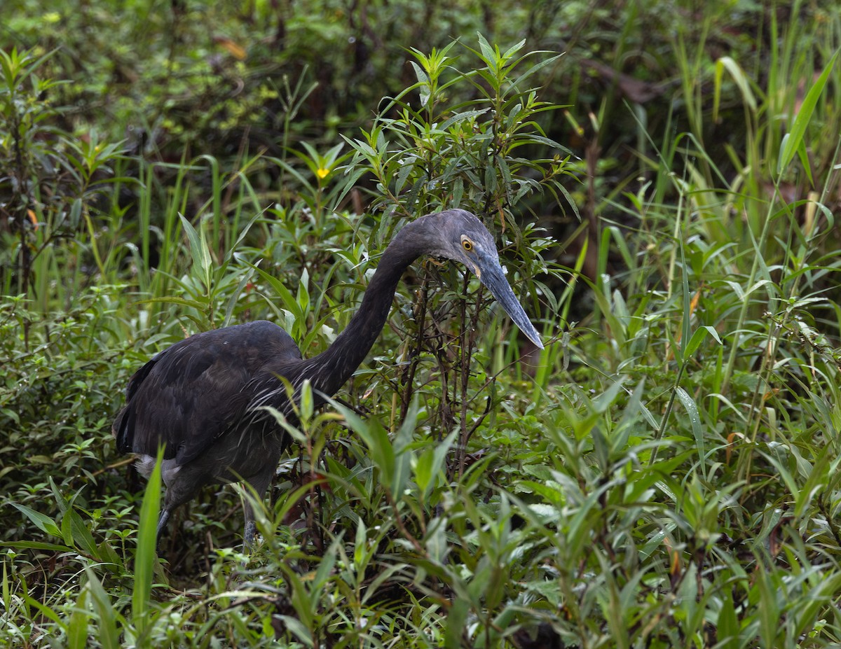 volavka šedohnědá - ML645167761