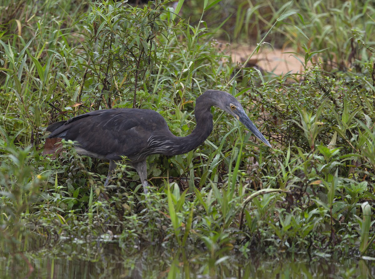 volavka šedohnědá - ML645167762