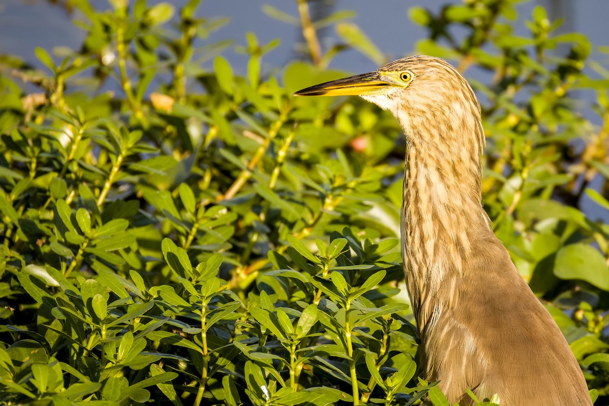 Индийская прудовая цапля - ML645167766