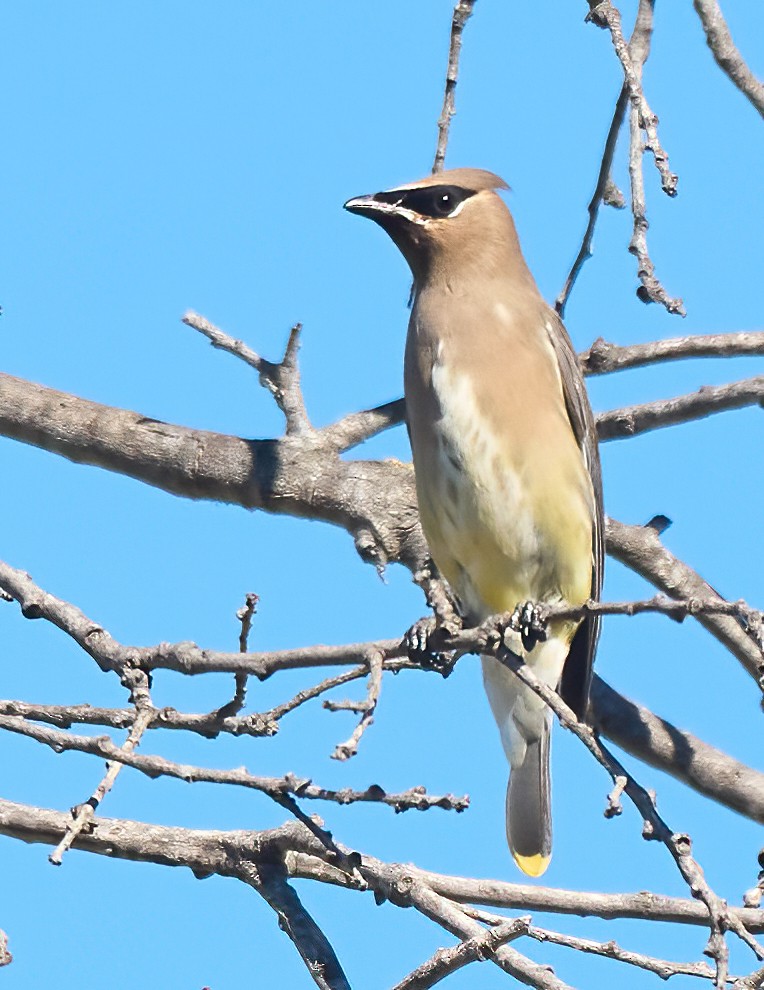 Cedar Waxwing - ML645167769