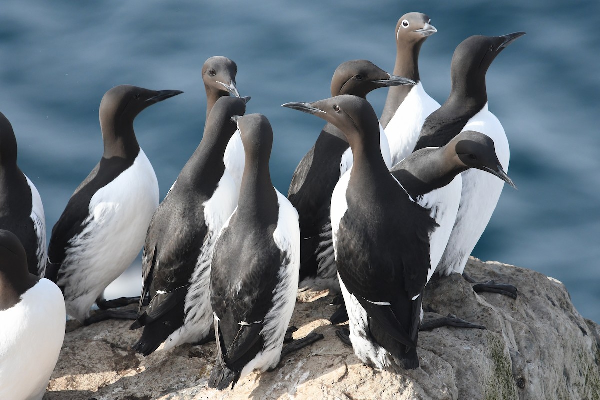 Common Murre - ML645167770