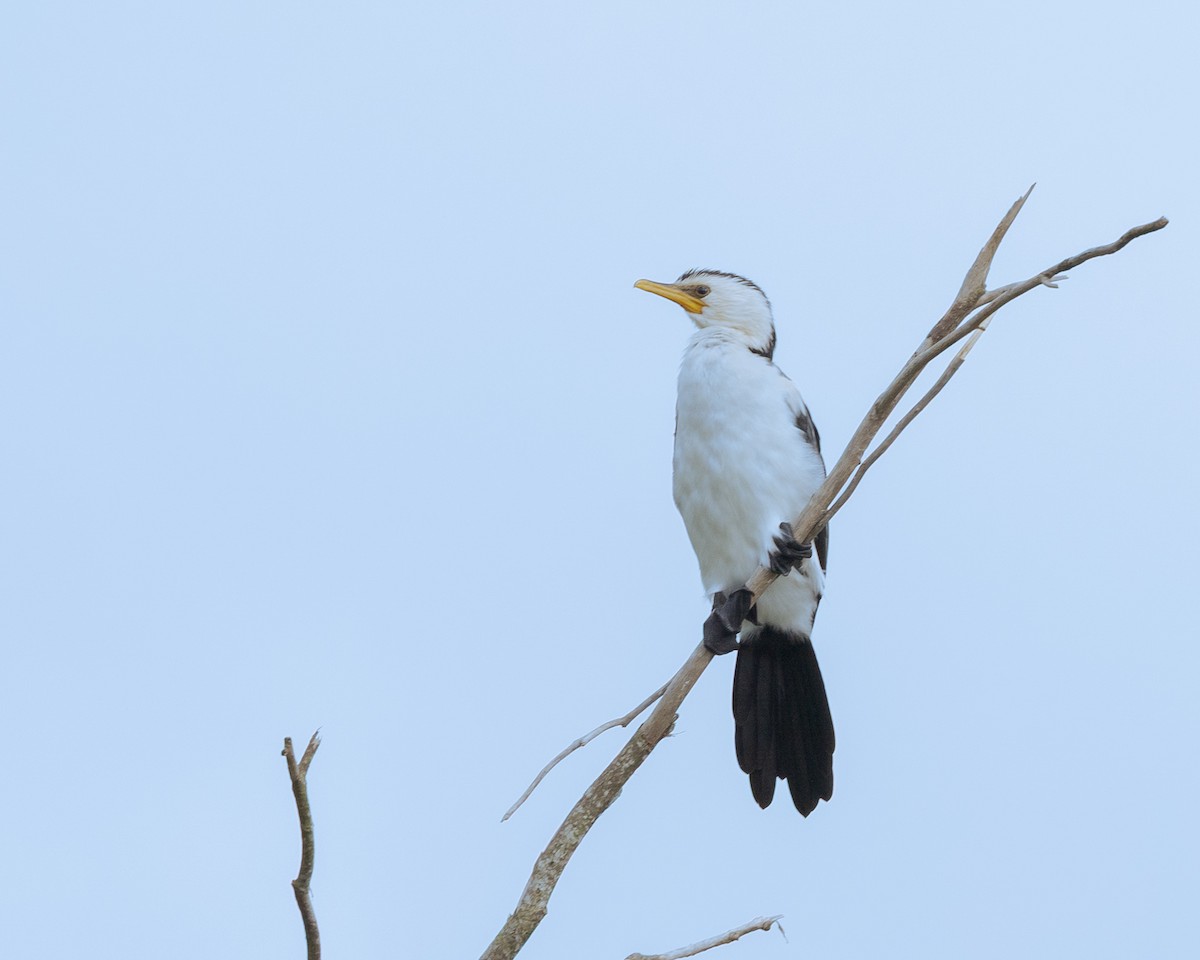 Little Pied Cormorant - ML645167771