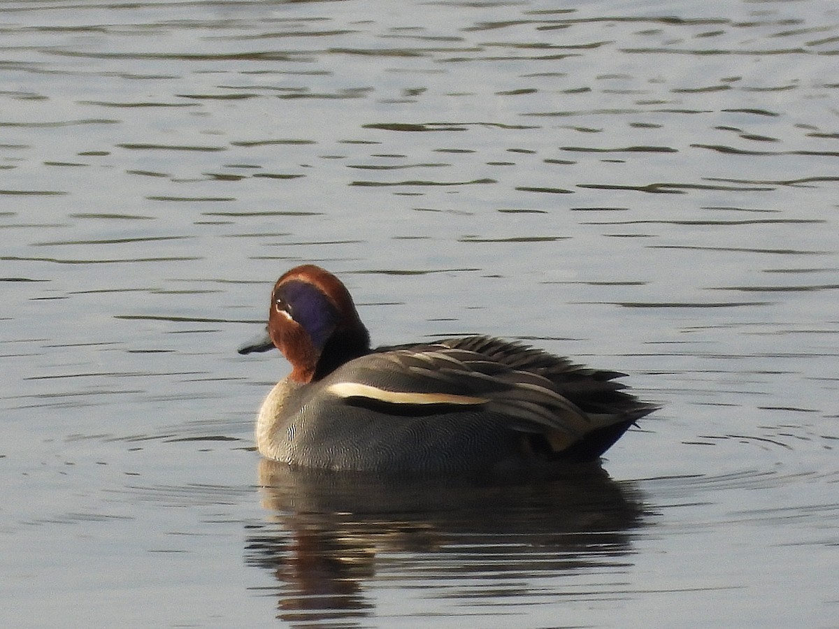 Green-winged Teal - ML645167773