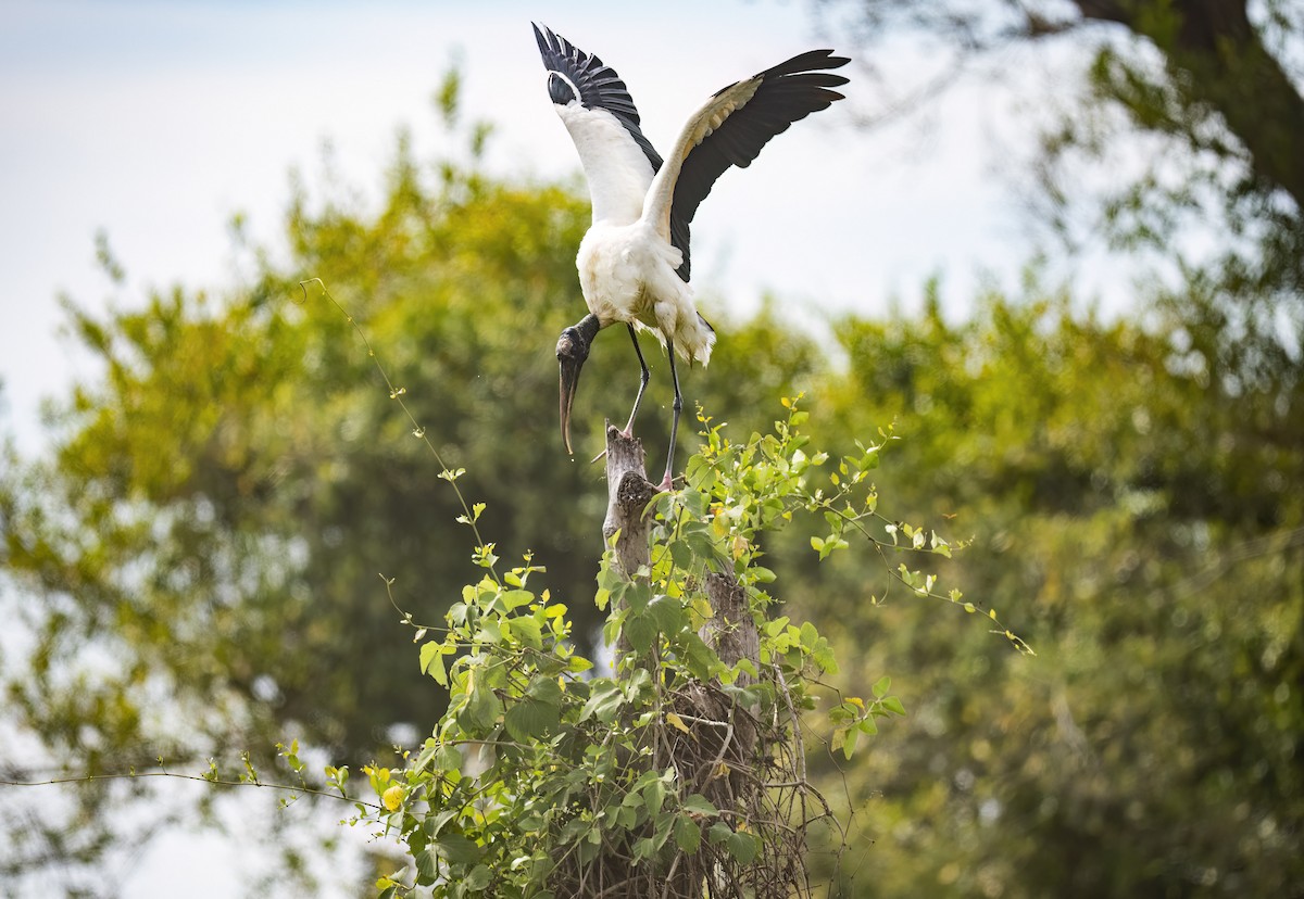 Wood Stork - ML645167774