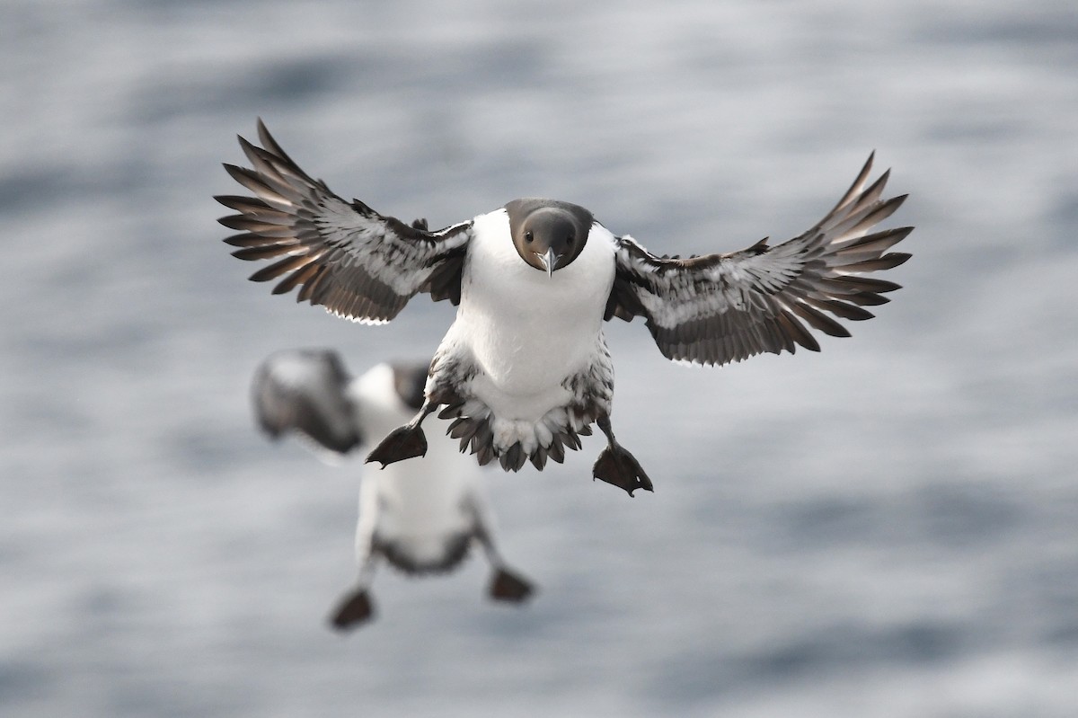 Common Murre - ML645167776