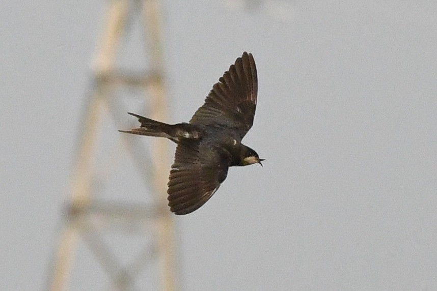Barn Swallow - ML645167777