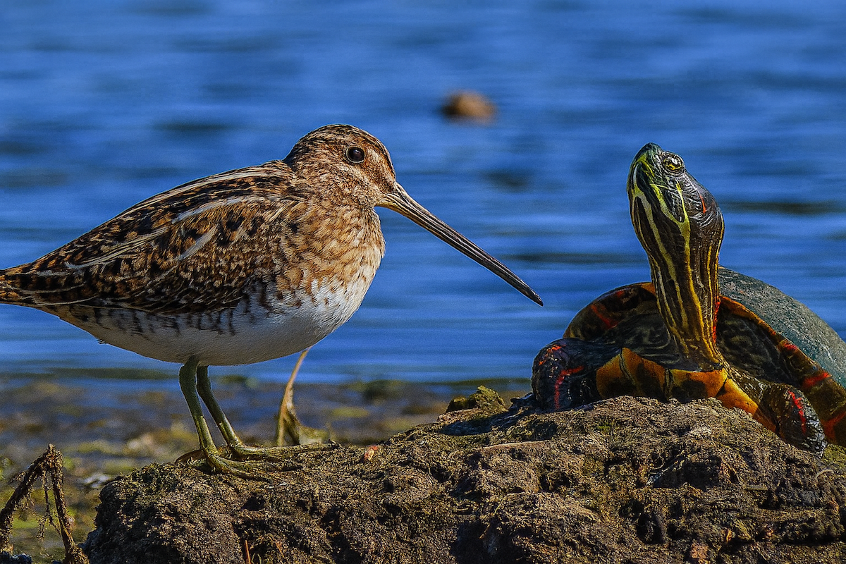 Wilson's Snipe - ML645167778