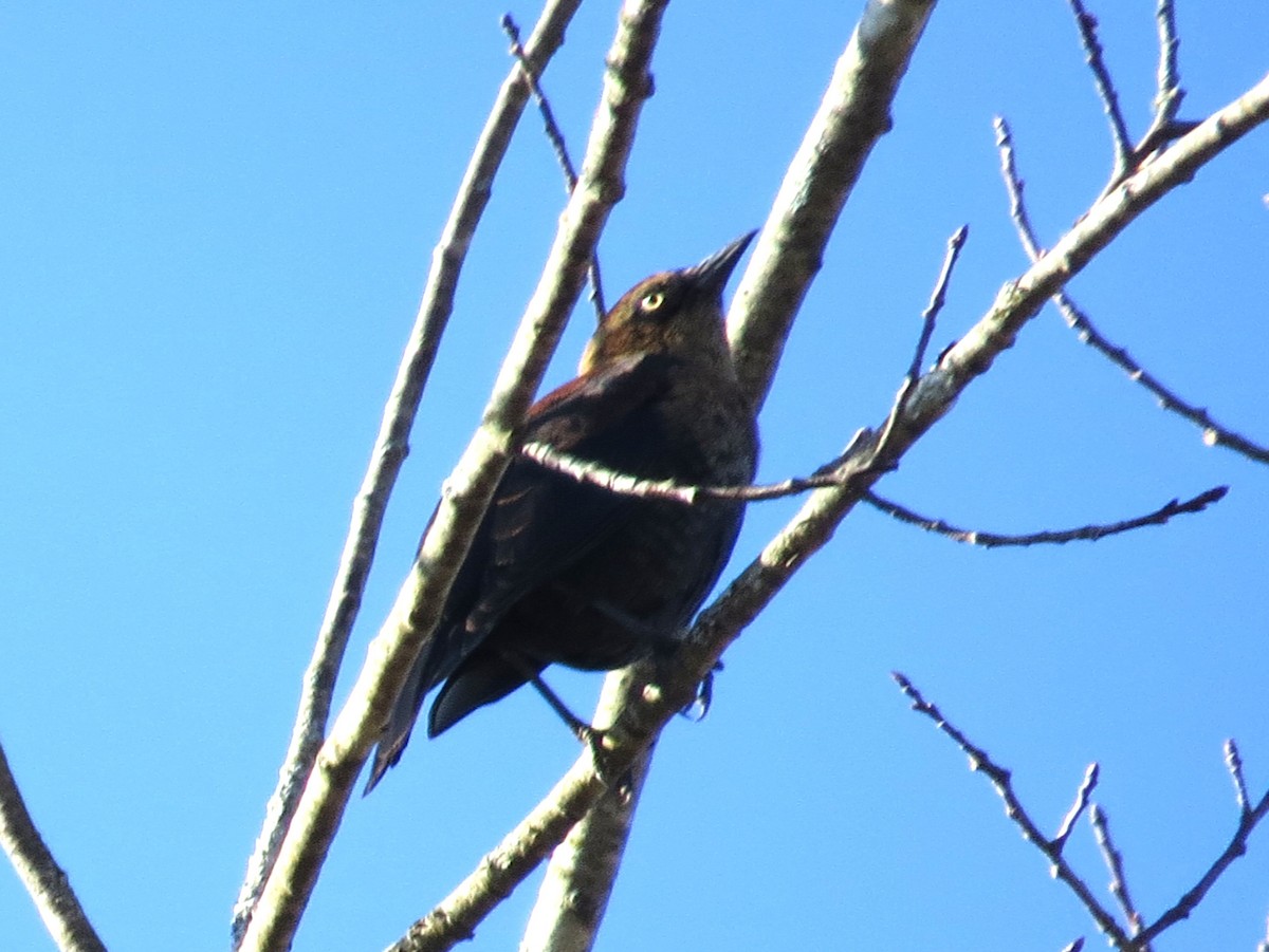 Rusty Blackbird - ML645167780