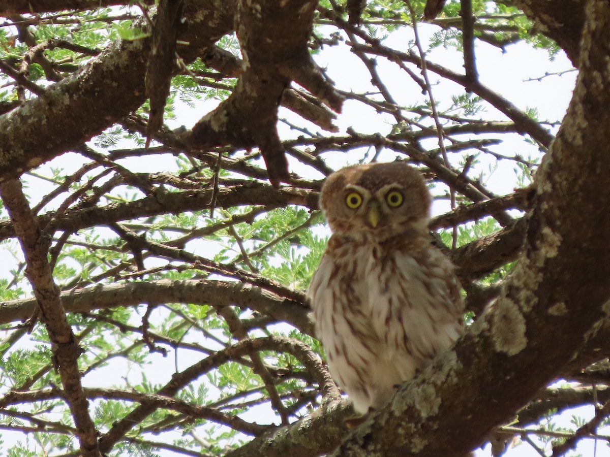 Pearl-spotted Owlet - ML645167781