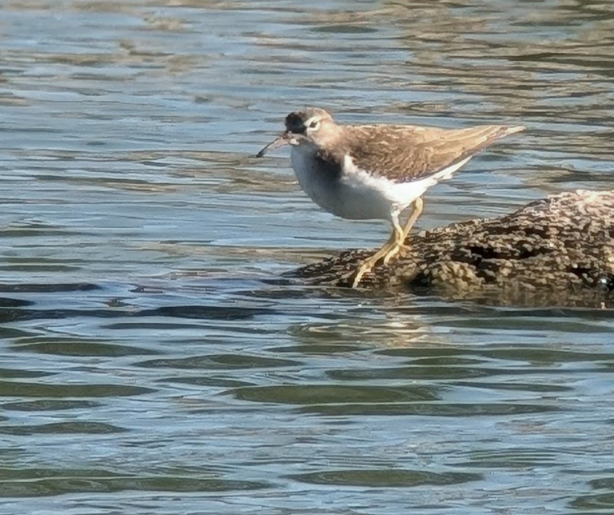 Spotted Sandpiper - ML645167782
